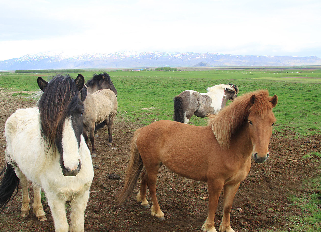 Icelandic horses require a special footing
